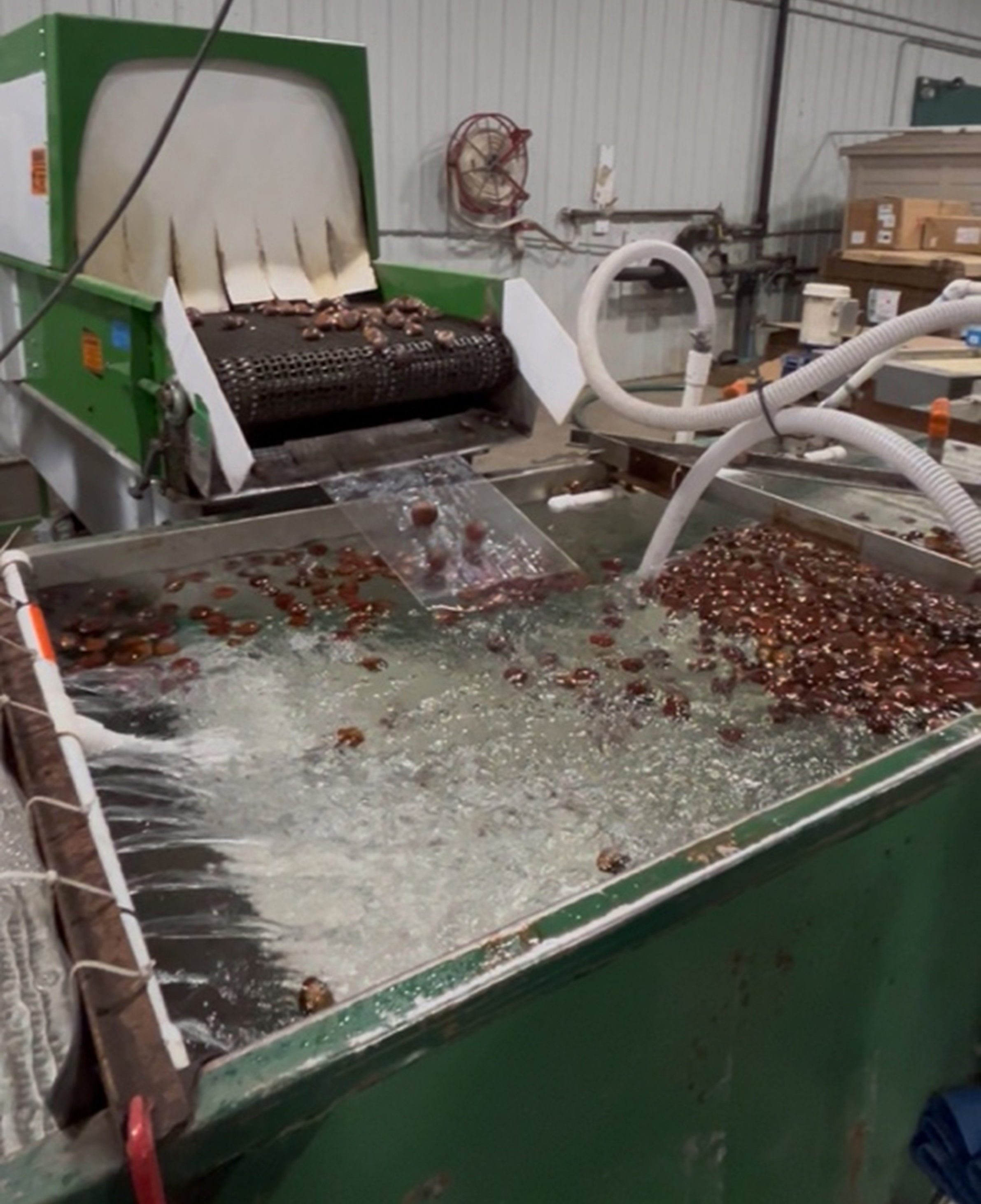 Chestnuts being processed in a facility, where nuts move from a green sorting machine into a large water tank. Chestnuts float and tumble in circulating water as hoses spray into the tank, illustrating postharvest washing and handling.